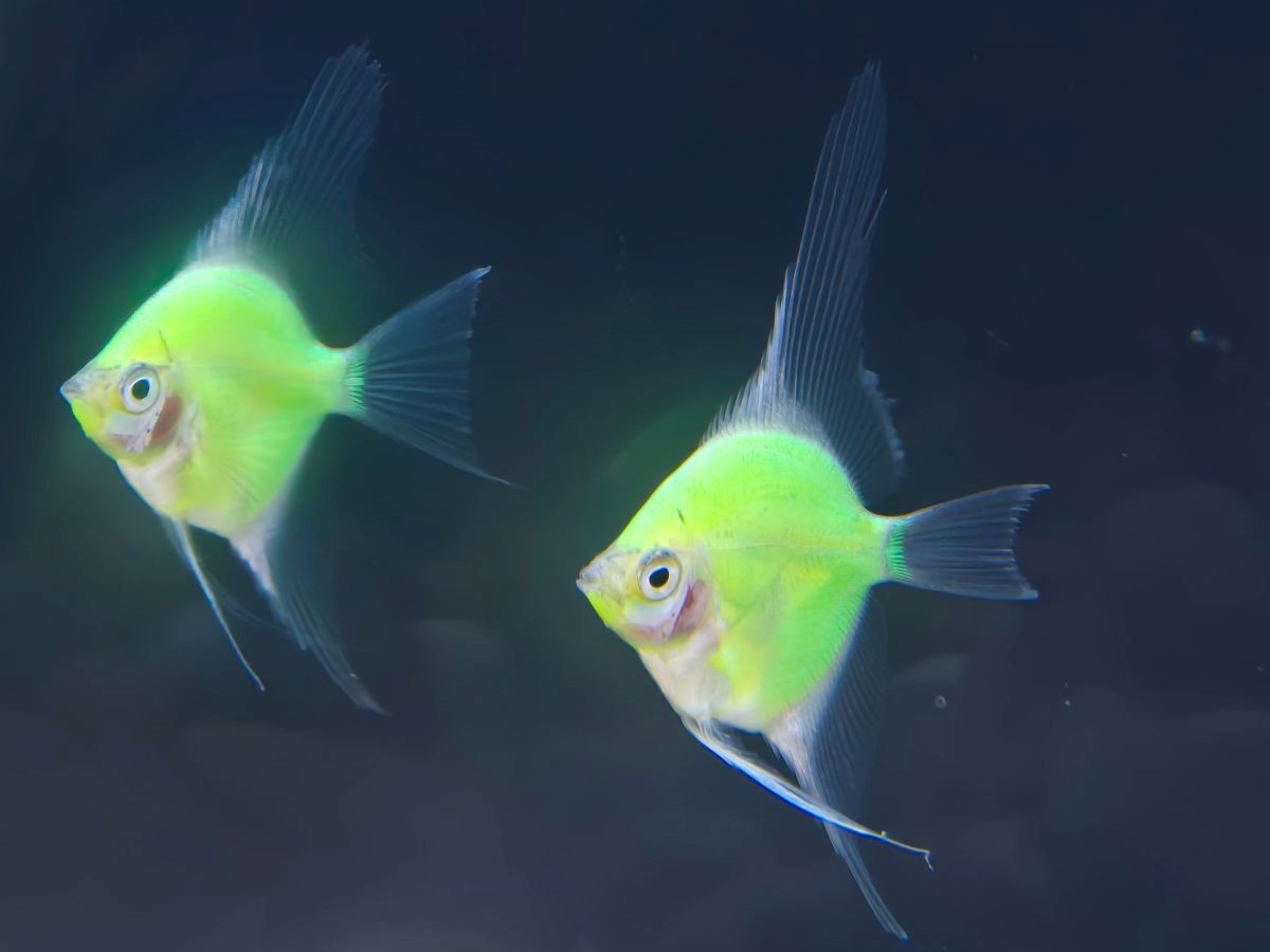 Angelfish - Glo Electric Green - Large